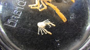 Media type: image;   Invertebrate Zoology 153482 Description: Live specimen.;